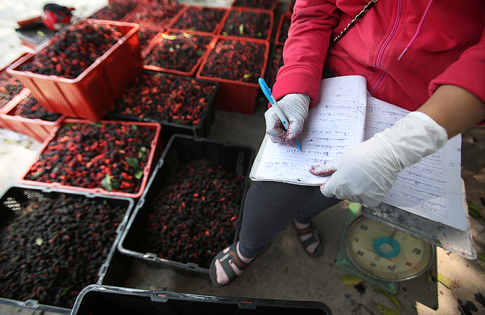 Nông dân Hà Nội vào mùa thu hoạch dâu chín